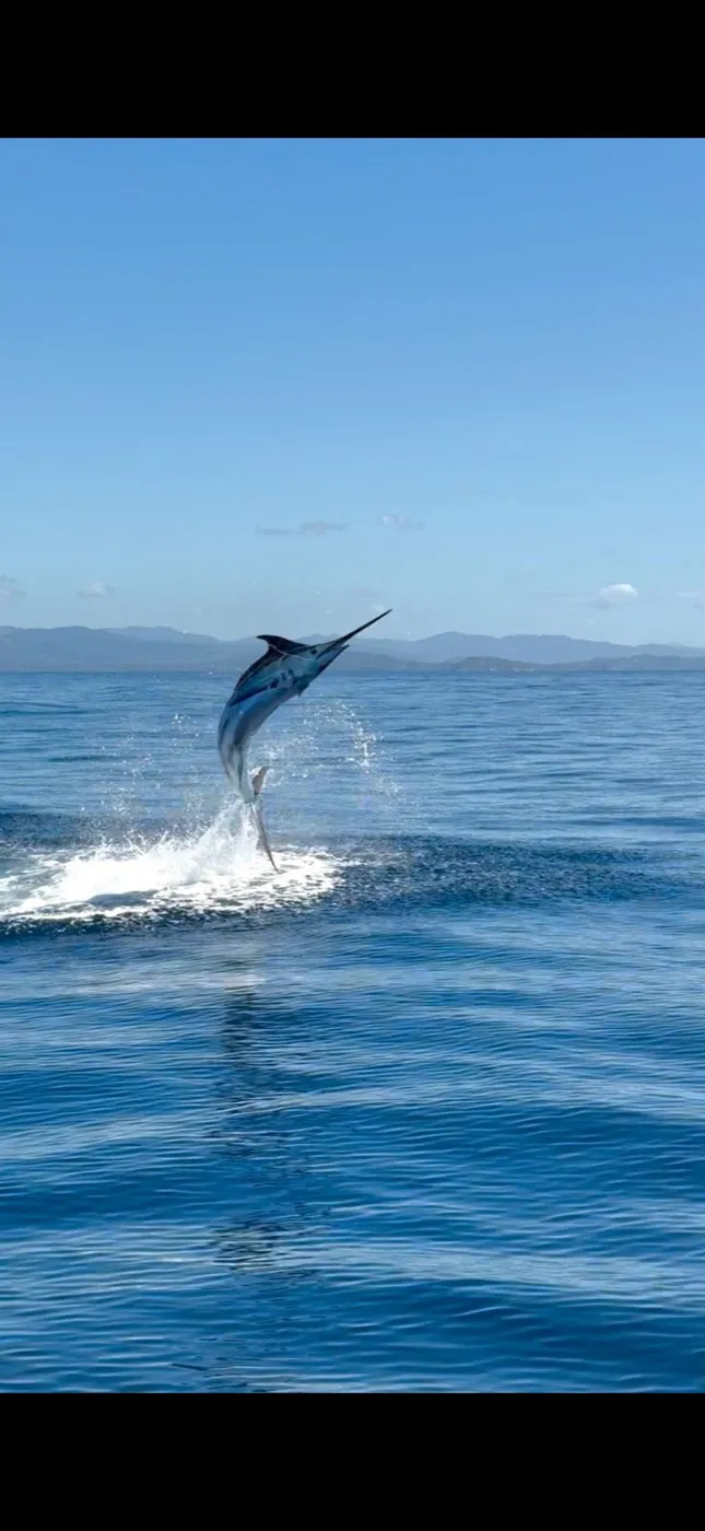 Marlin jumping clear of the water off the Nosara coast, hills behind
