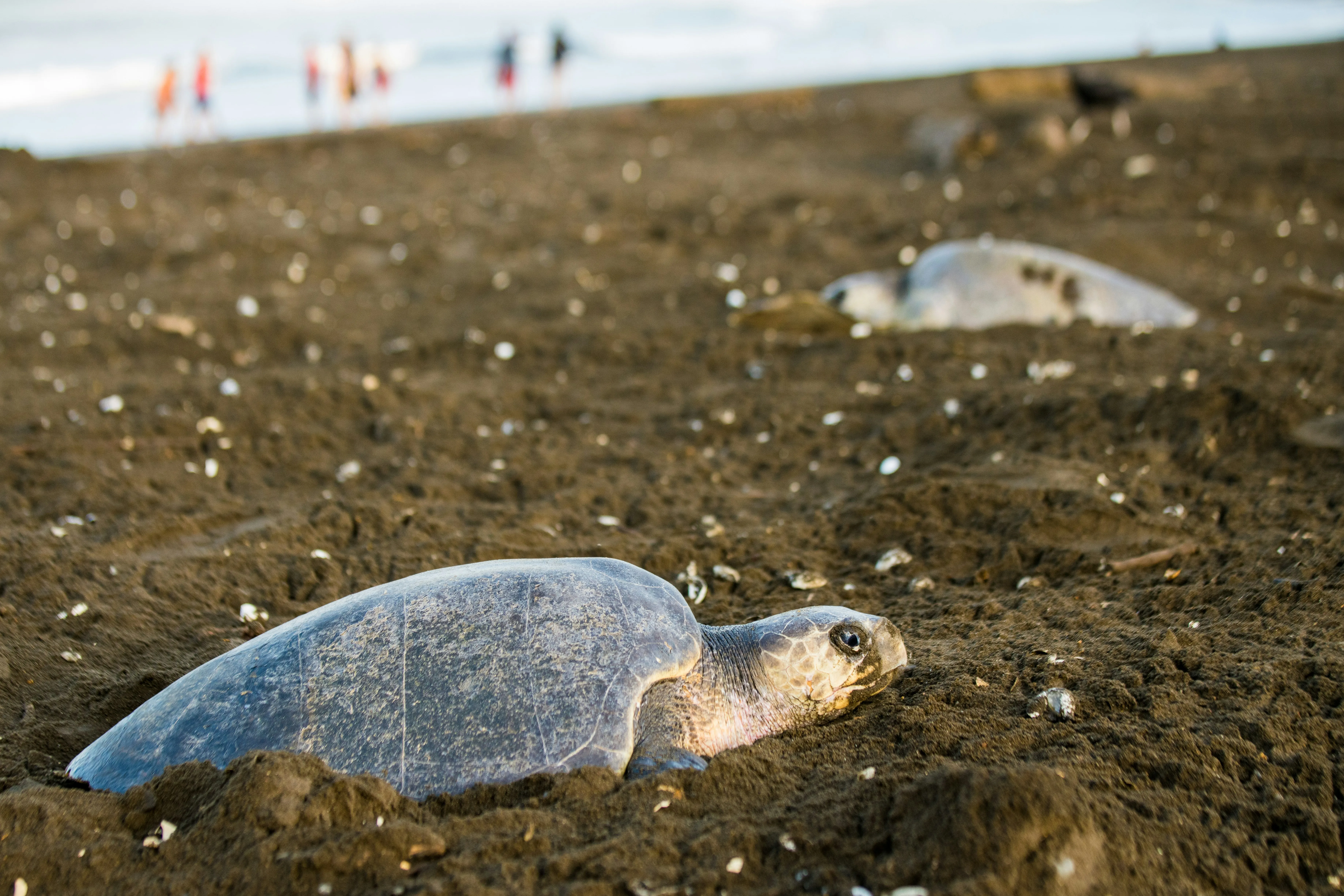 Olive Ridley sea turtle on the black sand of Playa Ostional during an arribada, Nicoya Peninsula, Costa Rica
